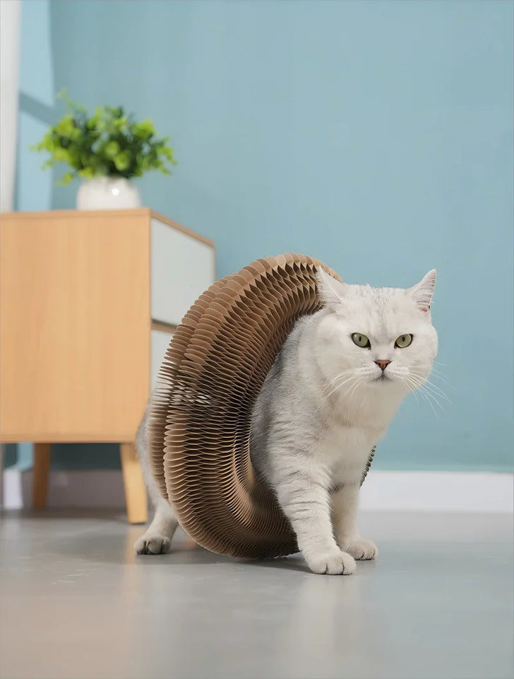 Kitten Curl Toy Foldable Magic Organ Cat Scratching Board Cat Bed