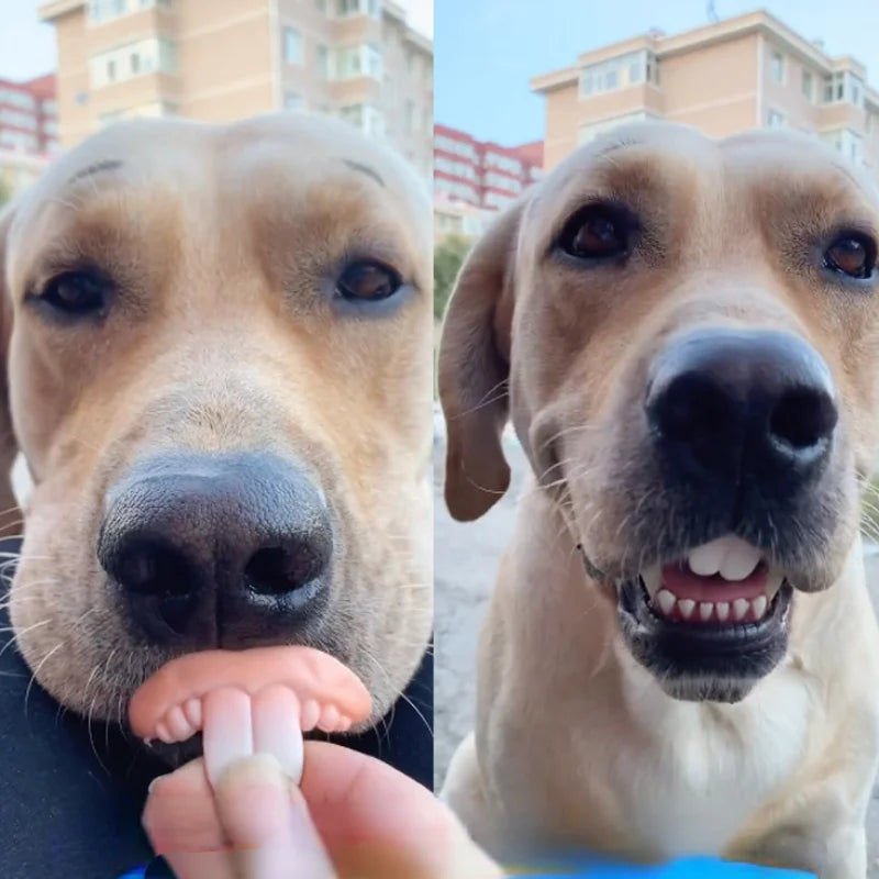 Funny Pet Teeth's! Tricky Funny pet Dentures