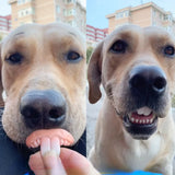 Funny Pet Teeth's! Tricky Funny pet Dentures