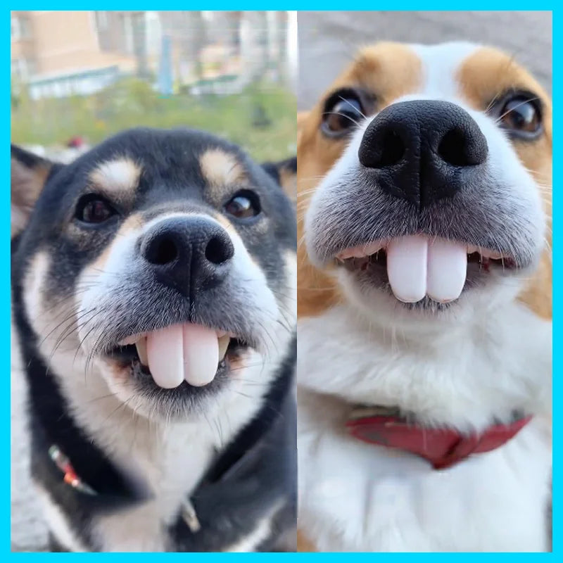 Funny Pet Teeth's! Tricky Funny pet Dentures