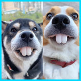 Funny Pet Teeth's! Tricky Funny pet Dentures