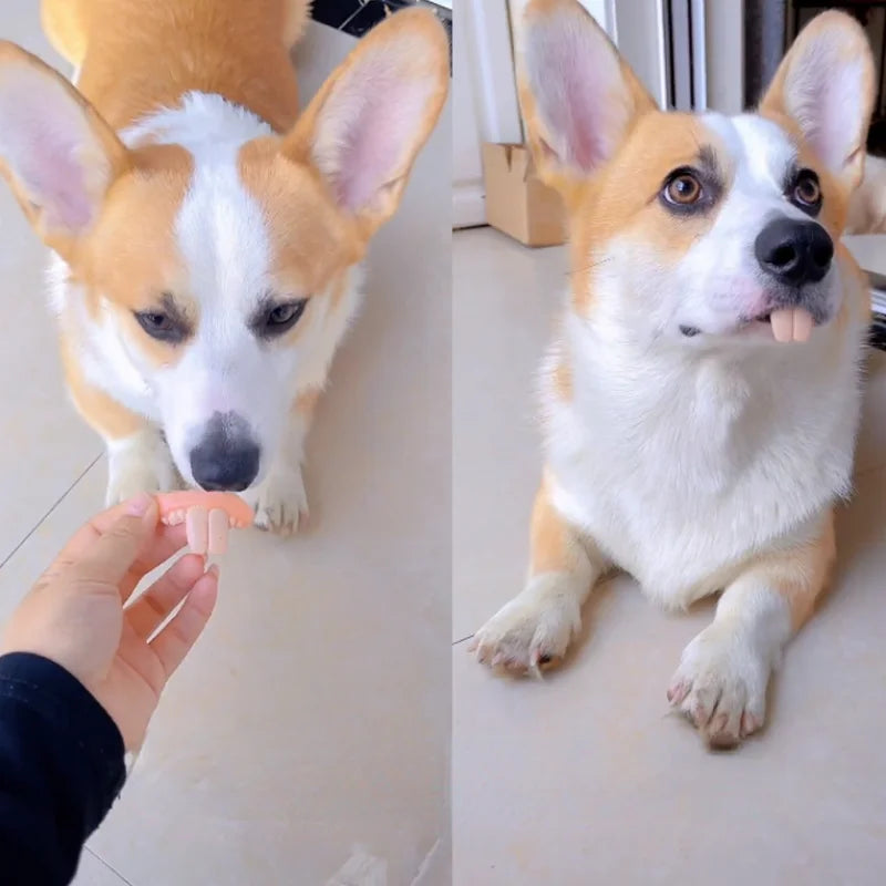 Funny Pet Teeth's! Tricky Funny pet Dentures