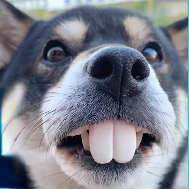 Funny Pet Teeth's! Tricky Funny pet Dentures